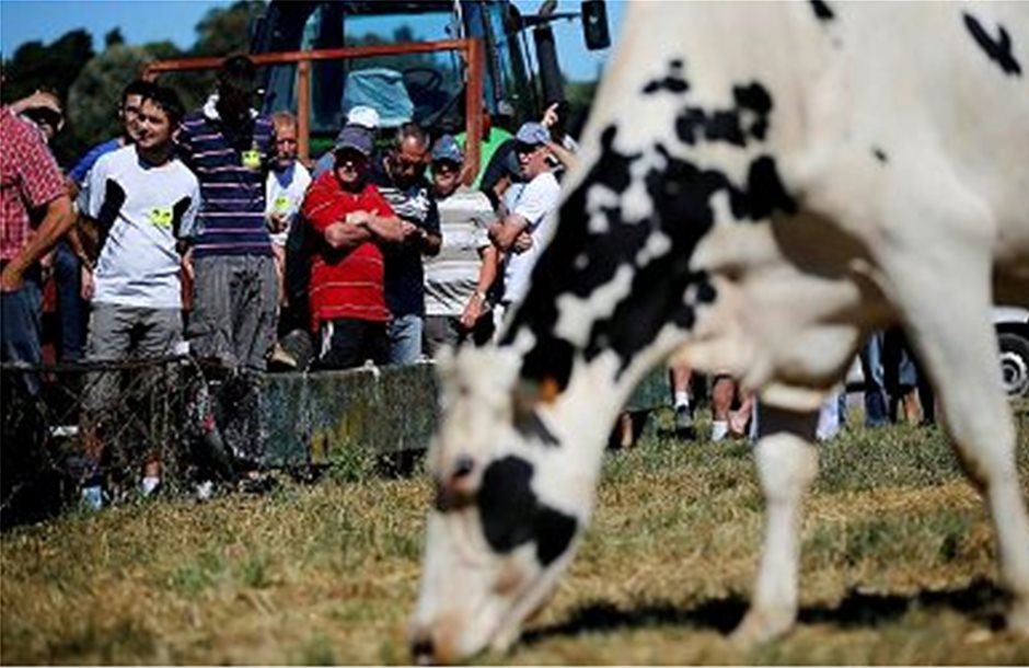 Με εγκατάλειψη κινδυνεύει η αγελαδοτροφία στην ΕΕ